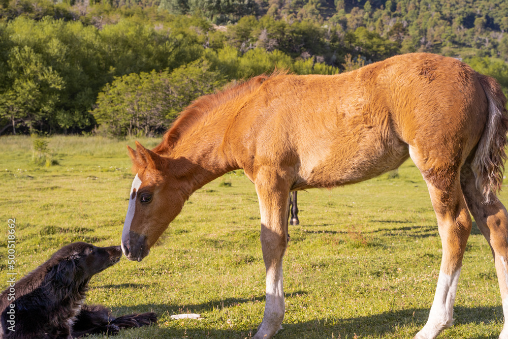 Horizontal view of curious baby horse next to a dog in a pasture Horizontal view of curious baby horse next to a dog in a pasture