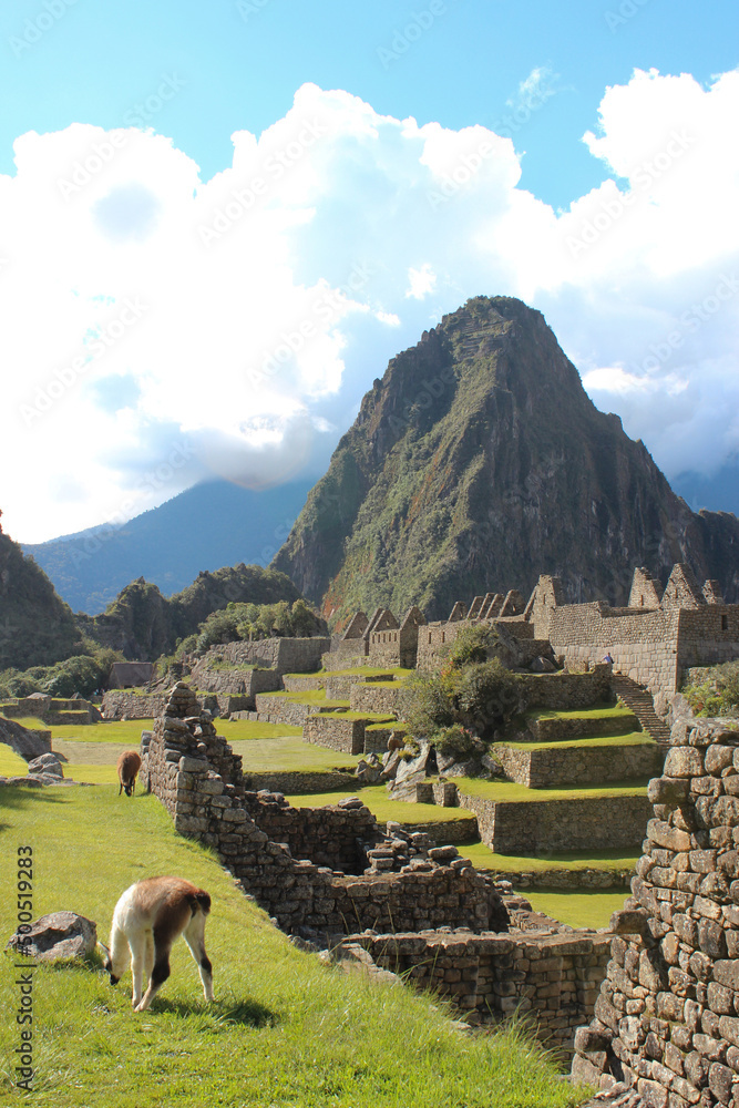 Vicunhas e lhamas pastando em gramado das ruinas de Machu Picchu e ao fundo o monte Huayna Picchu - obrazy, fototapety, plakaty 