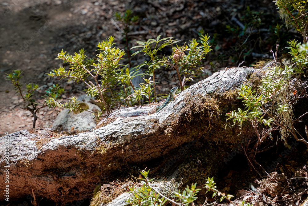 Close-up horizontal shot of a jeweled lizard at the root of a tree basking in the sun, Chile Close-up horizontal shot of a jeweled lizard at the root of a tree basking in the sun, Chile