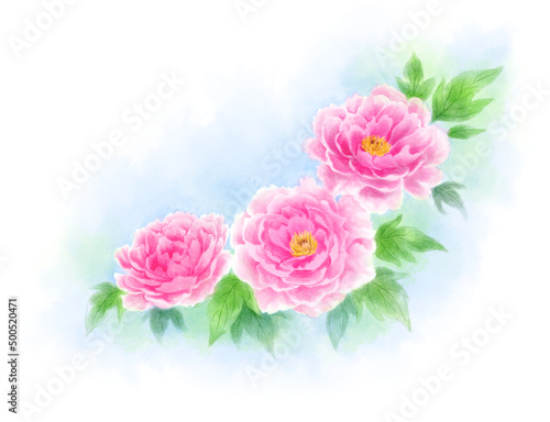 Peony drawn with digital watercolor  light blue background 