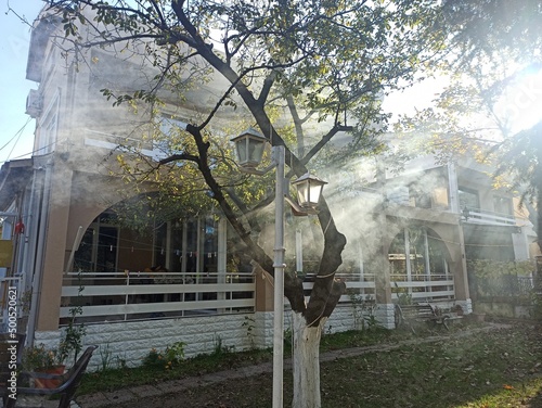 Smoke smog around a tree and house. Mysterious looking environment at daytime. Seelctive focus photo