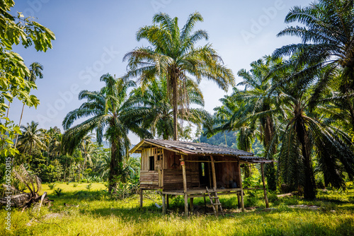 Fototapeta Naklejka Na Ścianę i Meble -  hut in the jungle