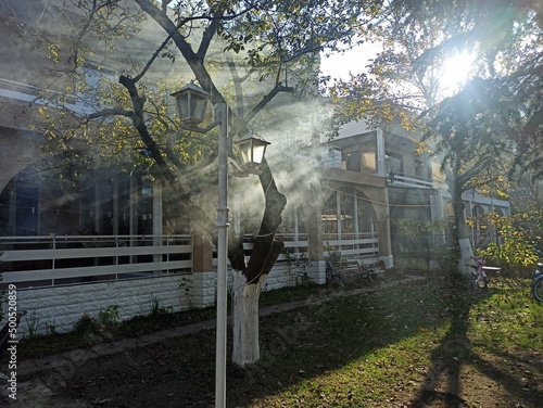 Smoke smog around a tree and house. Mysterious looking environment at daytime. Seelctive focus photo