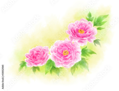 Peony drawn with digital watercolor (yellow background) © 虹見