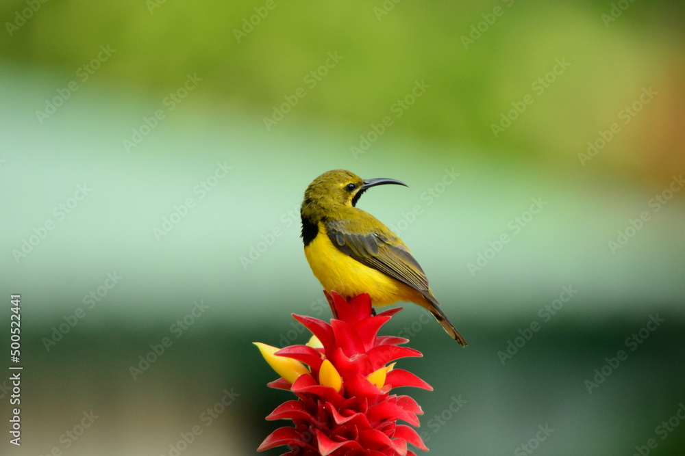 Obraz premium 赤い花とキバラタイヨウチョウ Red flowers and Olive-backed sunbird