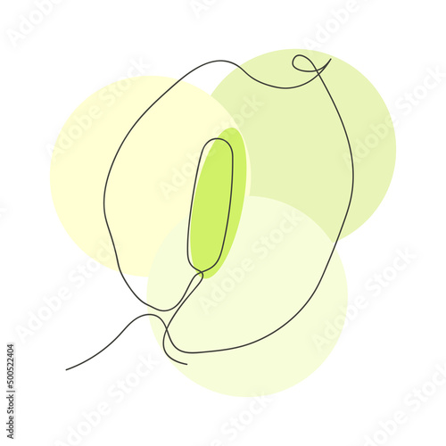 Arum lilies, Zantedeschia aethiopica. One line art.