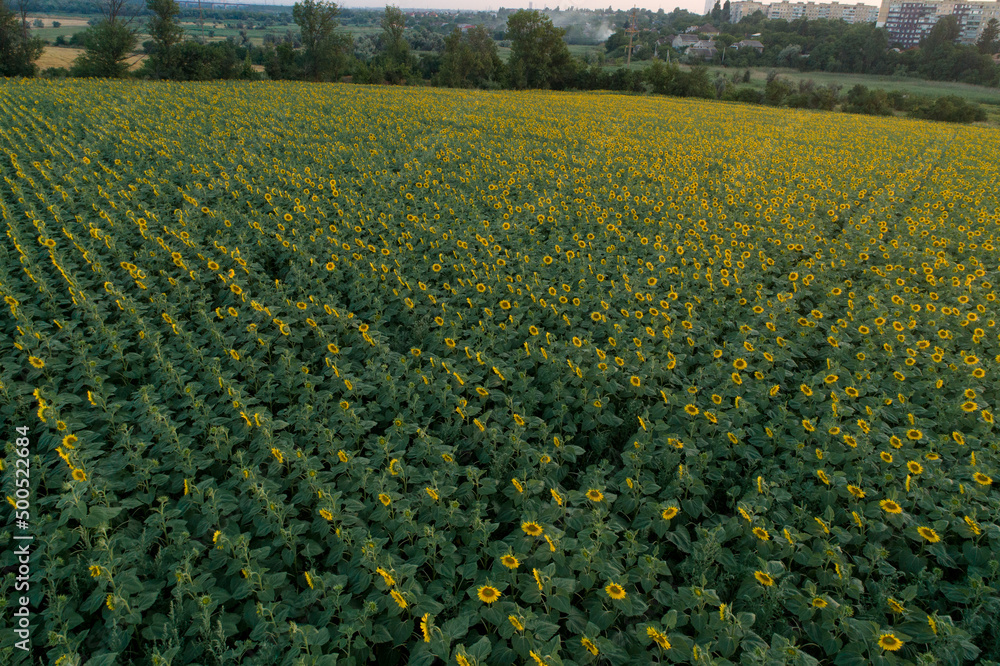 A field of blooming sunflowers in the sunset light. An aerial view of a large endless field of sunflowers