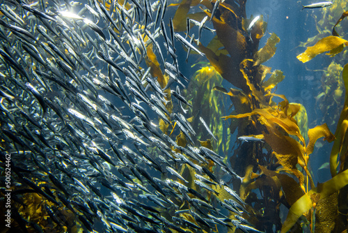 School of sardine fish photo