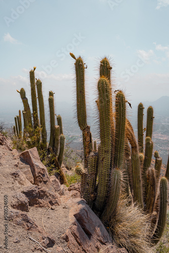 Vertical shot of several Chilean cacti on a hill in the capital city