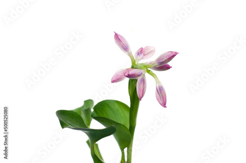 Hyacinth leaves and flowers isolated on white background  Eichhornia crassipes.