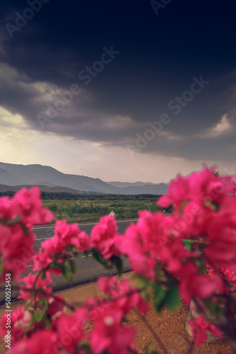 fully bloomed lovely bougainvillea flowers in a nursery with a majestic mountain background and with a dark rainy clouds © jayanthi photography