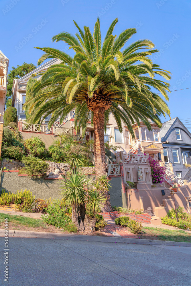 Palm tree and ornamental outdoor plants outside the elevated houses at San Francisco, California