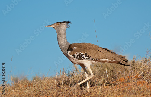 Kori Bustard
