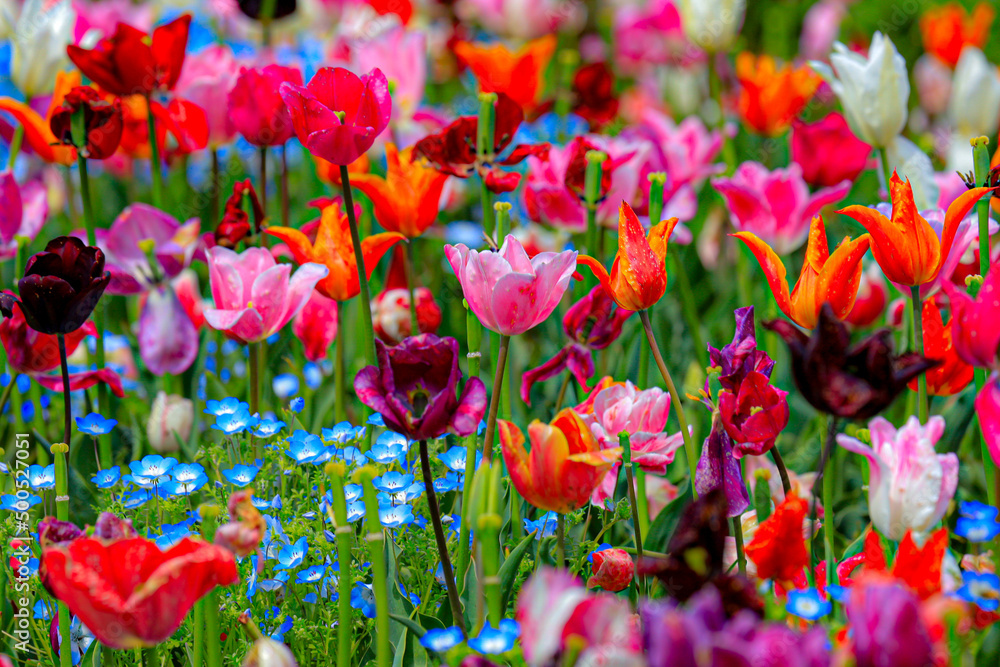 Fototapeta premium tulips in the garden