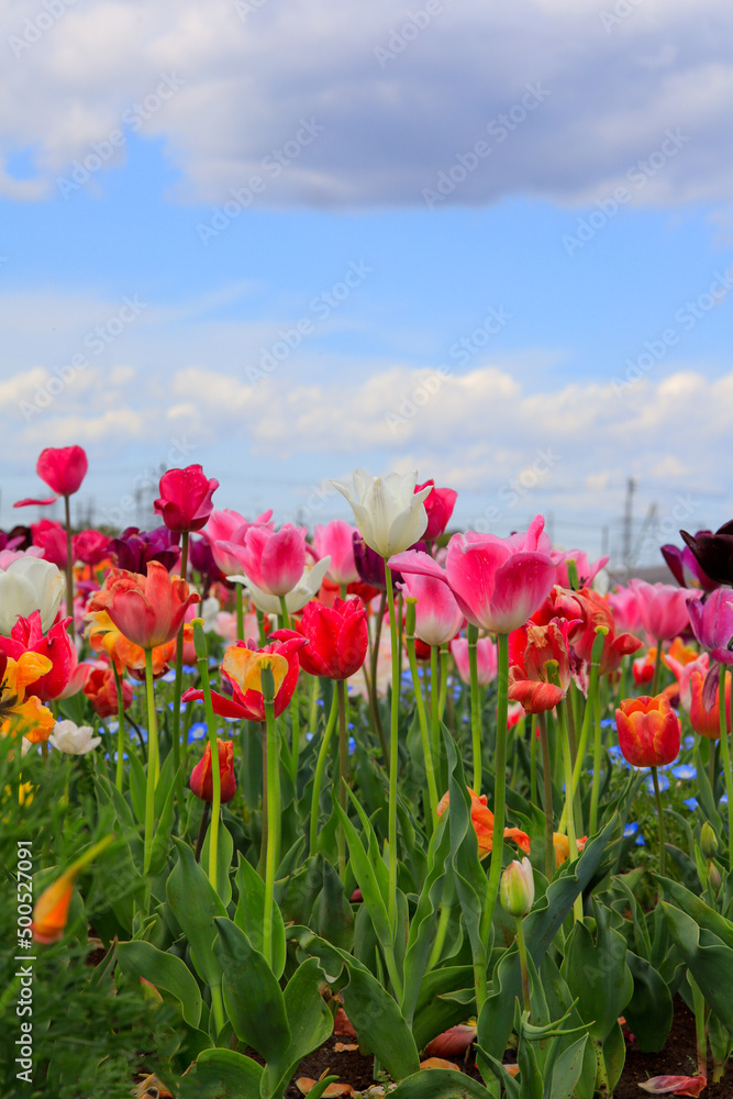 Fototapeta premium field of poppies