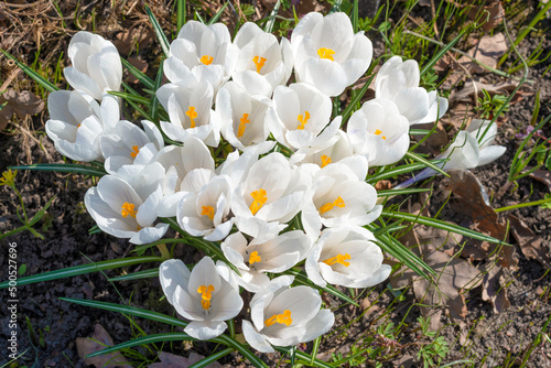 White flowers Crocus vernus close-up on a sunny April day. Top view photo