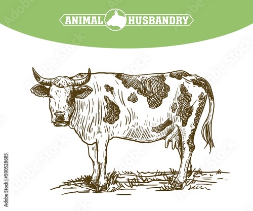 Isolated cow on white background, animal husbandry, handmade sketch.