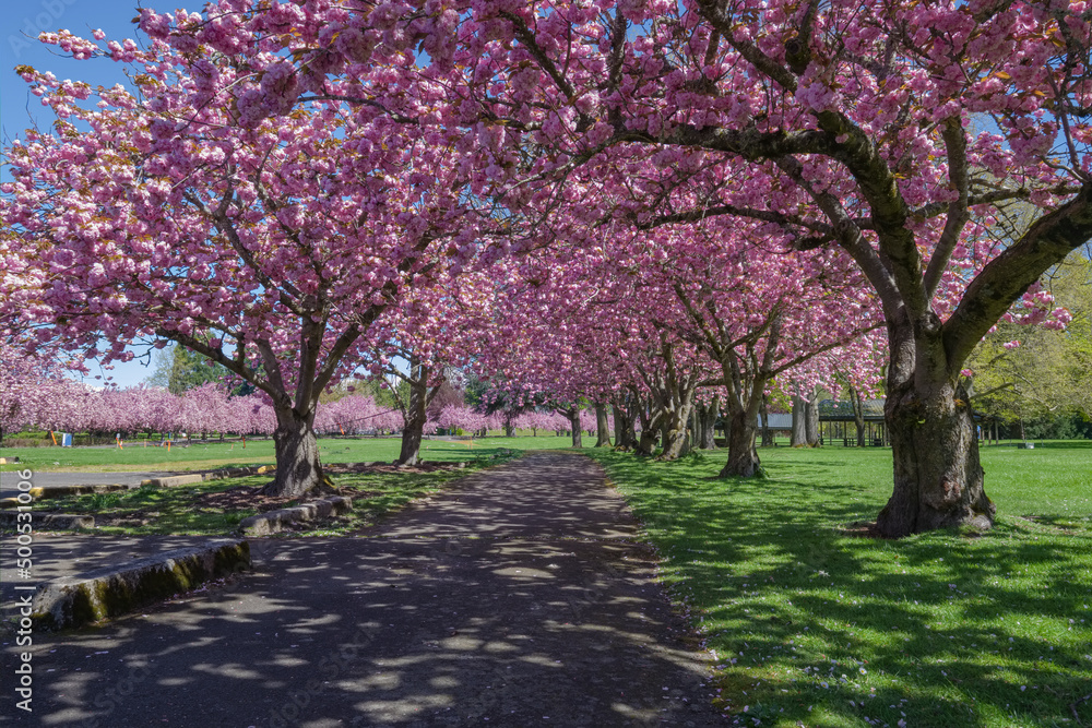 Spring blooms in a public park Oregon state. Spring blooms in a public park Oregon state.