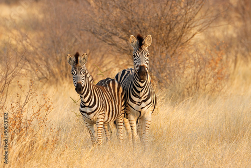 Two plains zebras  Equus burchelli  in natural habitat  South Africa.