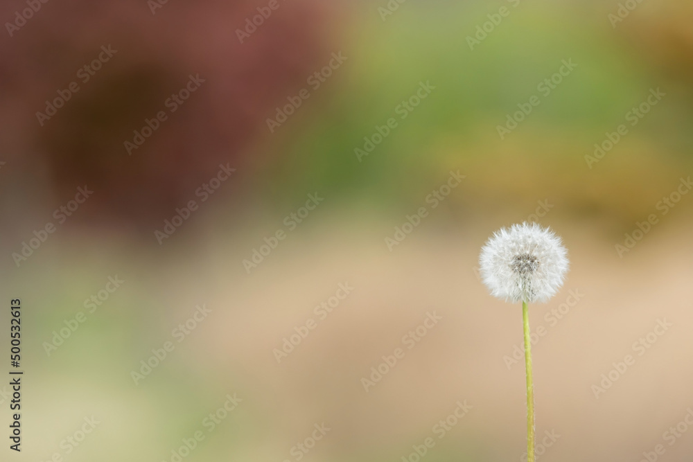 A dandelion spore that announces the arrival of spring.