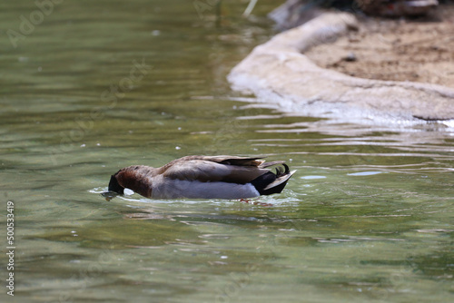 A male mallard with head underwater searching for food 