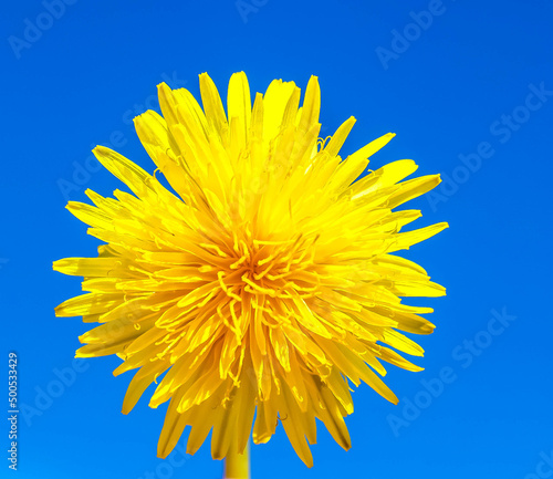 yellow dandelion against blue sky