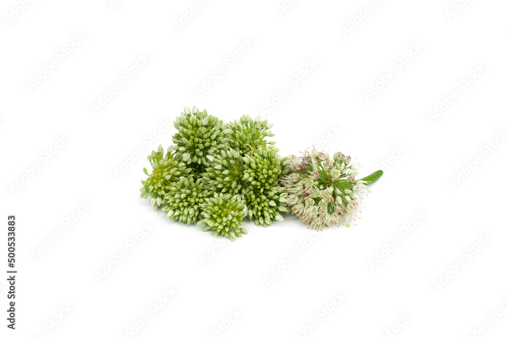 Onions flower isolated on white background. Onions flower isolated on white background.