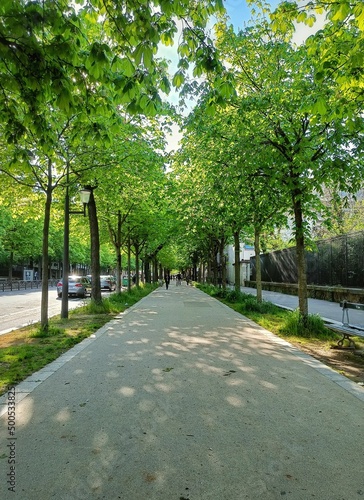 Wallpaper Mural path in the park Torontodigital.ca