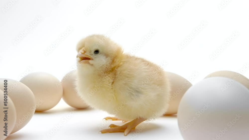 Newborn chick among unhatched chickens in eggs. Little baby calls mother hen, isolated on white background. Concept of traditional bird, spring celebration. Symbol of happy Easter. Newborn chick among unhatched chickens in eggs. Little baby calls mother hen, isolated on white background. Concept of traditional bird, spring celebration. Symbol of happy Easter.