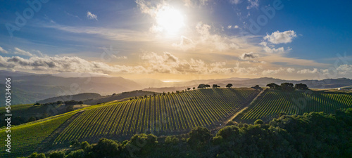Valokuva Sweeping vista of ridge top vineyard with California Oak Trees