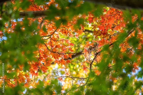 紅葉のはじまり