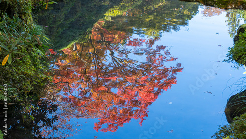 水面の紅葉
