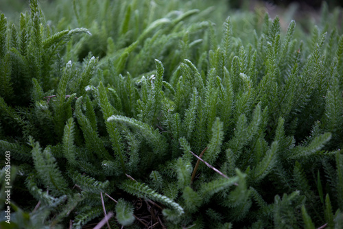Photography Fresh green grasses, Achillea millefolium common yarrow stems close up