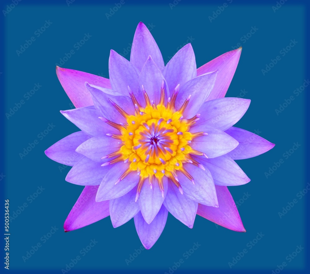 lotus flower isolated lotus flower isolated