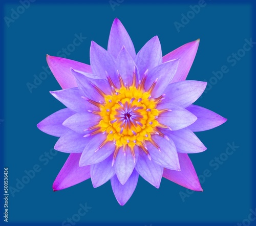 lotus flower isolated