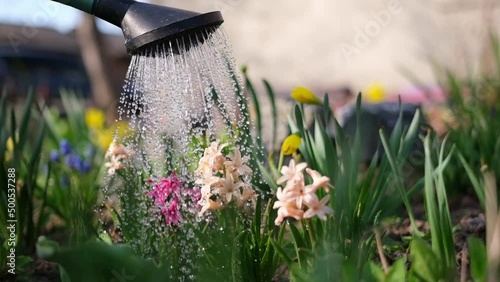 Take care of garden - close up view of gardener watering flowers slowmotion video