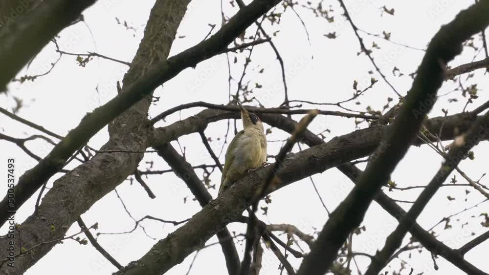 European Green Woodpecker on tree, female (Picus Viridis) - (4K) European Green Woodpecker on tree, female (Picus Viridis) - (4K)