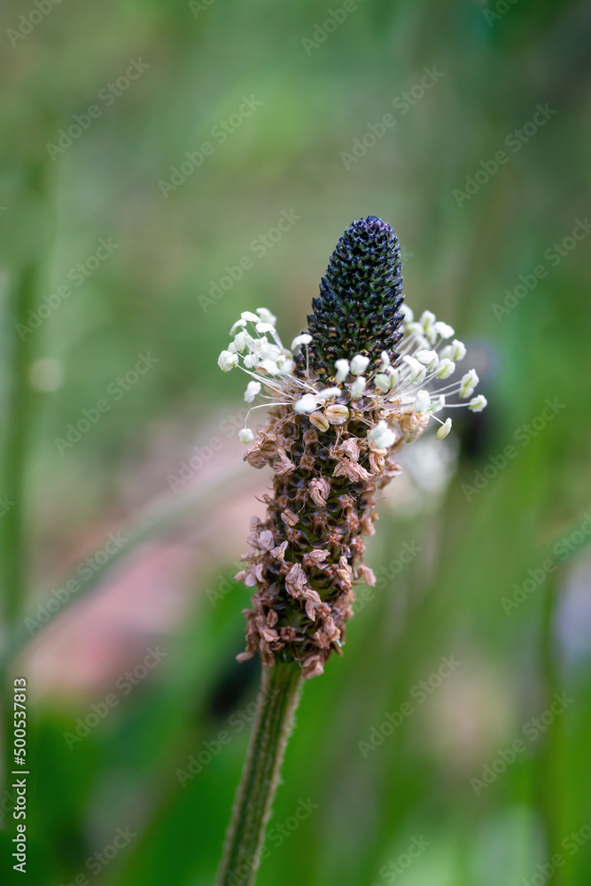 Narrow-leaf plantain blossom in spring Narrow-leaf plantain blossom in spring