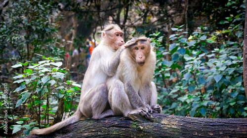 Photography A Monkey Family Taking Care of Each Other, Kodaikanal, Tamil Nadu, India