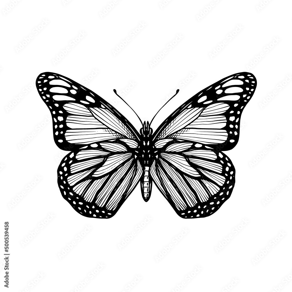 Fototapeta premium butterfly hand drawn vector illustration vintage