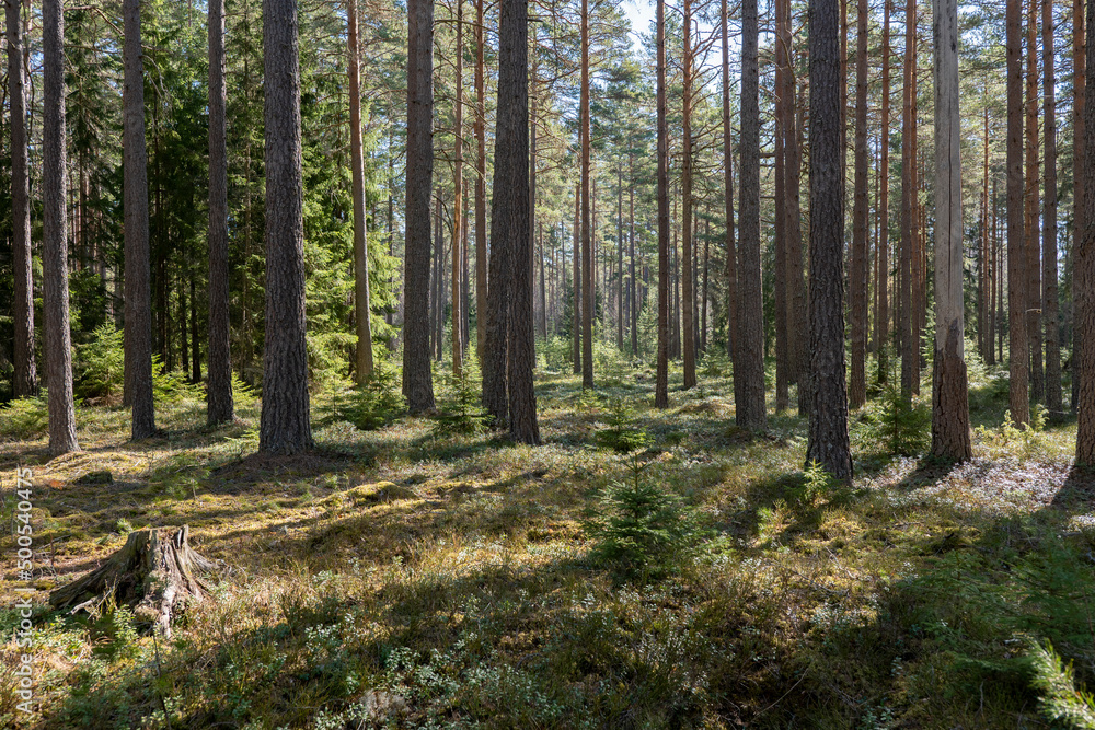 Fototapeta premium Pine tree forest, forest therapy and stress relief