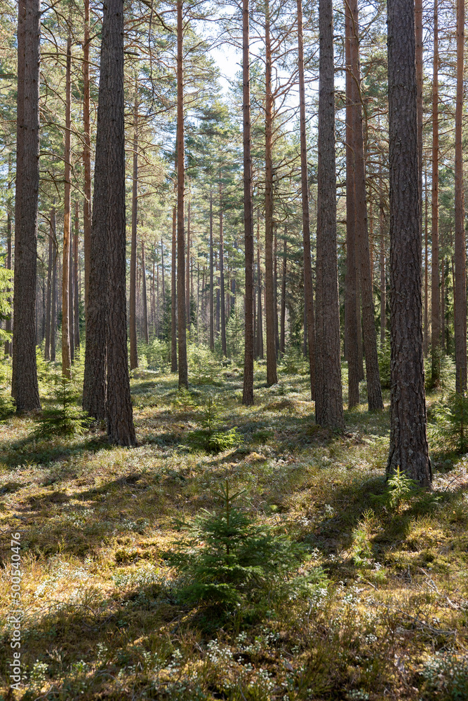 Pine tree forest, forest therapy and stress relief Pine tree forest, forest therapy and stress relief