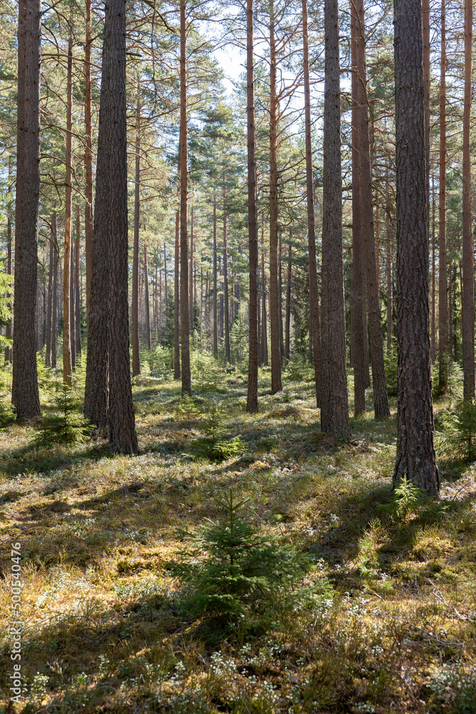 Pine tree forest, forest therapy and stress relief