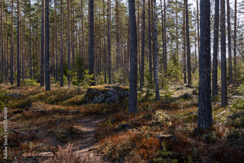 Fototapeta Naklejka Na Ścianę i Meble -  Pine tree forest, forest therapy and stress relief