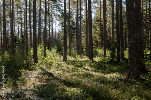 Fototapeta Naklejka Na Ścianę i Meble -  Pine tree forest, forest therapy and stress relief