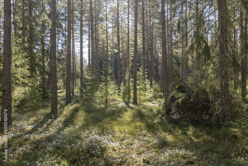 Pine tree forest, forest therapy and stress relief © Conny Sjostrom