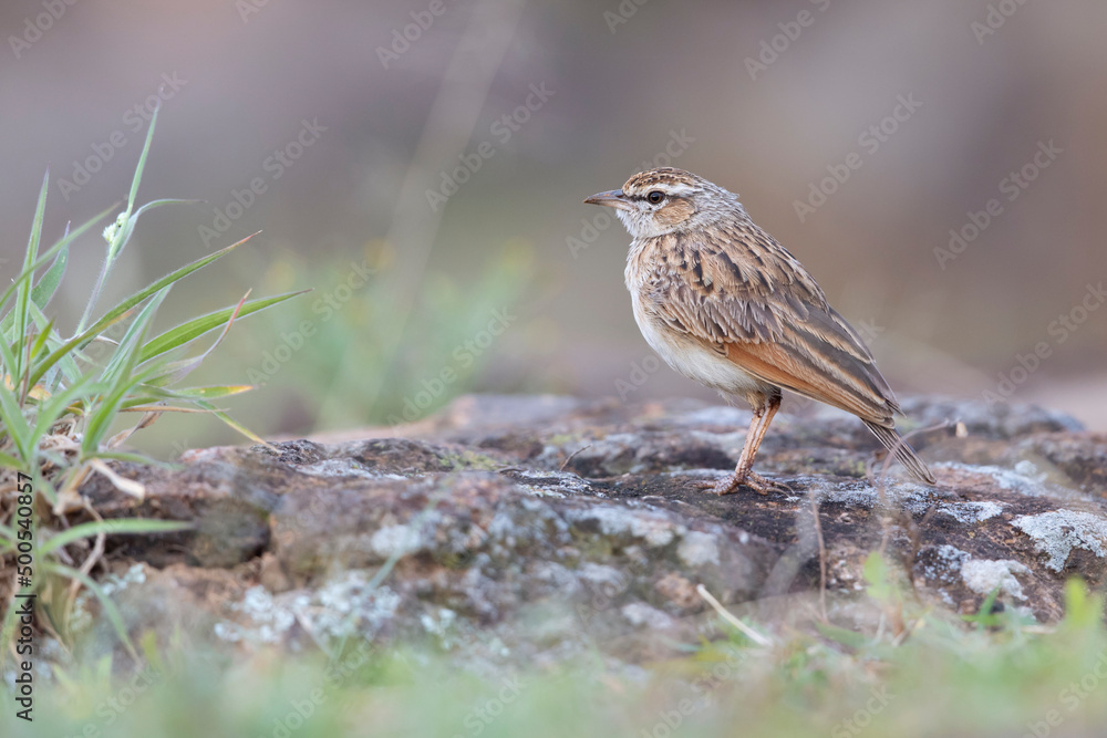 A rufous-naped lark (Mirafra africana) photographed in the Nairobi national park. A rufous-naped lark (Mirafra africana) photographed in the Nairobi national park.