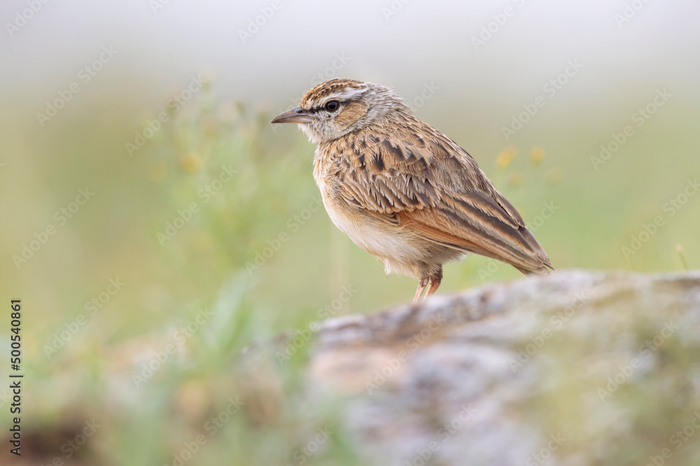 A rufous-naped lark (Mirafra africana) photographed in the Nairobi national park. A rufous-naped lark (Mirafra africana) photographed in the Nairobi national park.