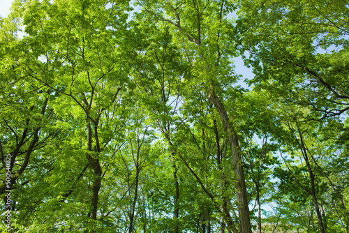 green forest