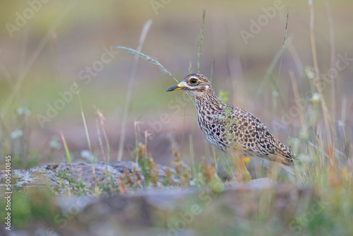 The spotted thick-knee (Burhinus capensis) foraging in the early morning in the savanna.